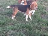 2 chiots Beagle LOF disponibles à la vente