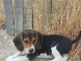 Une chienne Beagle LOF de 6 ans à vendre
