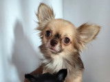 Chienne Chihuahua fauve à poil long de 3 ans disponible à l’achat (LOF)