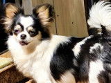 Disponible à vente, une chienne Chihuahua LOF bicolore de 2 ans
