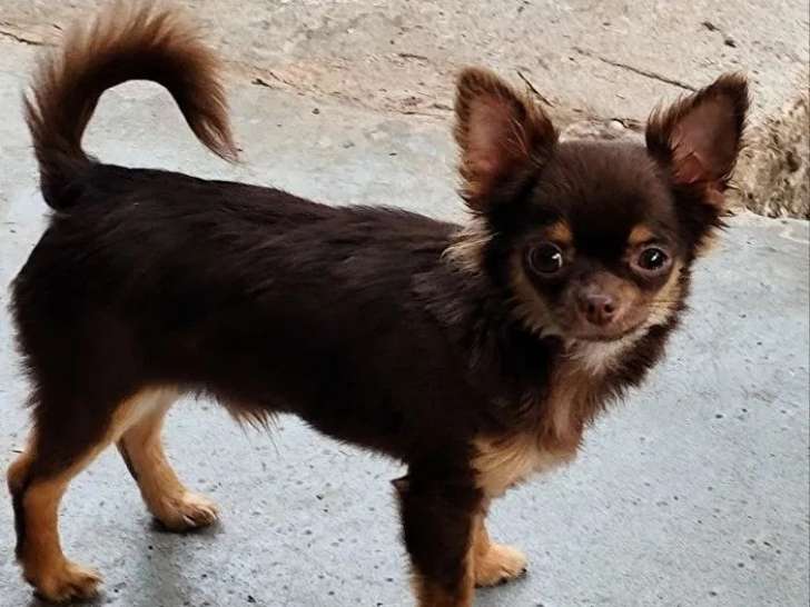 À vendre un chiot mâle Chihuahua chocolat (LOF)