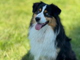 Disponible pour saillie un chien Berger Australien LOF tricolore