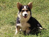 Un chiot mâle Welsh Corgi Pembroke tricolore disponible à l’achat (LOF)