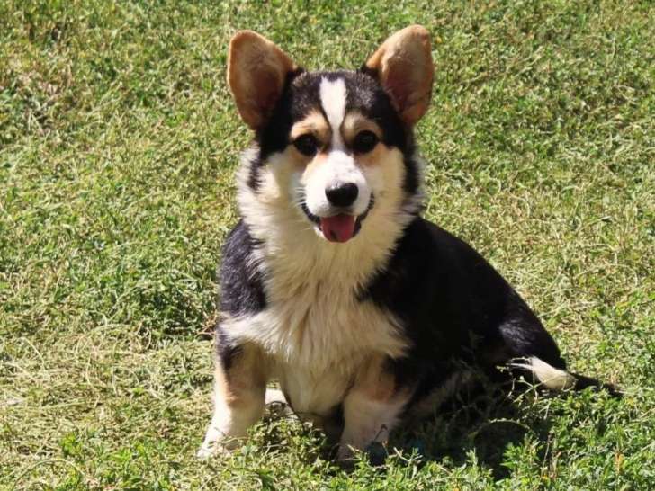 Un chiot mâle Welsh Corgi Pembroke tricolore disponible à l’achat (LOF)