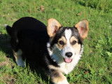 Un chiot mâle Welsh Corgi Pembroke tricolore disponible à l’achat (LOF)