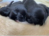 Des chiots Labrador Retrievers LOF noirs à réserver