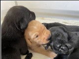 Des chiots Labrador Retrievers LOF noirs à réserver