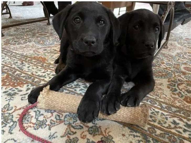 Des chiots Labrador Retrievers LOF noirs à réserver