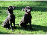 Des chiots Labrador Retrievers LOF noirs à réserver