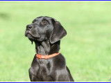 Des chiots Labrador Retrievers LOF noirs à réserver