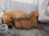 À réserver 4 chiots Staffordshire Bull Terrier LOF