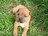À réserver 4 chiots Staffordshire Bull Terrier LOF