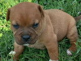 À réserver 4 chiots Staffordshire Bull Terrier LOF