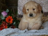8 chiots Golden Retrievers LOF à réserver