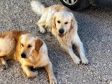 8 chiots Golden Retrievers LOF à réserver
