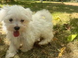 Un chiot femelle Bichon Maltais LOF à acheter