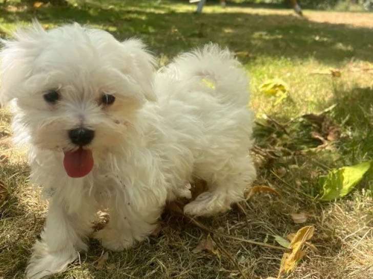 Un chiot femelle Bichon Maltais LOF à acheter