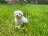 Un chiot femelle Bichon Maltais LOF à acheter