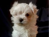Un chiot femelle Bichon Maltais LOF à acheter