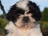 À vendre 2 chiots femelles Shih Tzu LOF