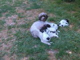 3 chiots mâles Lagotto Romagnolo LOF disponibles à la vente