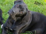 À vendre 6 chiots Cane Corso LOF