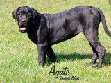 À vendre 6 chiots Cane Corso LOF