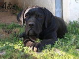 À vendre 6 chiots Cane Corso LOF