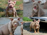 6 chiots American Bully Pocket disponibles à la vente (LOF)