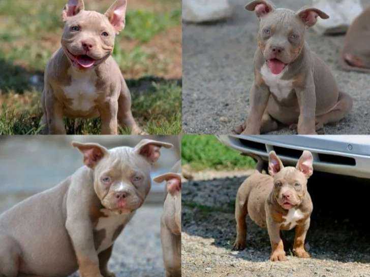 6 chiots American Bully Pocket disponibles à la vente (LOF)