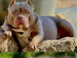 6 chiots American Bully Pocket disponibles à la vente (LOF)