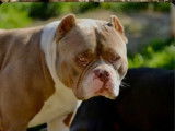6 chiots American Bully Pocket disponibles à la vente (LOF)