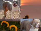 3 chiots mâles American Bully Standard disponibles à l’achat (LOF)