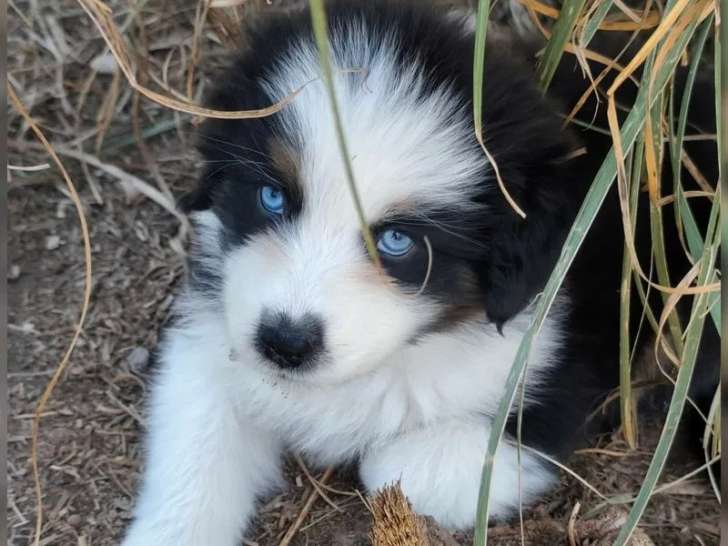 1 chiot femelle Berger Australien LOF tricolore à réserver