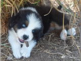 1 chiot femelle Berger Australien LOF tricolore à réserver