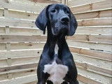 Un chiot femelle Dogue Allemand noir LOF disponible à la vente