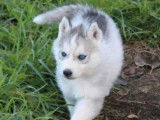1 chiot femelle Husky Sibérien à réserver (LOF)