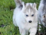 1 chiot femelle Husky Sibérien à réserver (LOF)