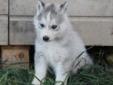 1 chiot femelle Husky Sibérien à réserver (LOF)