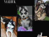 1 chiot femelle Husky Sibérien à réserver (LOF)