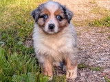 7 chiots Bergers Australiens LOF disponibles à la réservation
