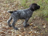 À acheter un chiot mâle Drahthaar marron (LOF)