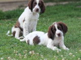 5 chiots Épagneuls Français disponibles à la vente (LOF)