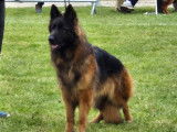 À vendre, 1 femelle Berger Allemand LOF d’avril 2022, poil long, adulte