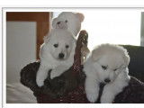 1 chiot mâle Berger Blanc Suisse LOF à réserver