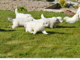1 chiot mâle Berger Blanc Suisse LOF à réserver