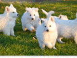 1 chiot mâle Berger Blanc Suisse LOF à réserver