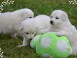 1 chiot mâle Berger Blanc Suisse LOF à réserver