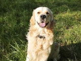 6 chiots Golden Retriever LOF à vendre, nés en juin 2025