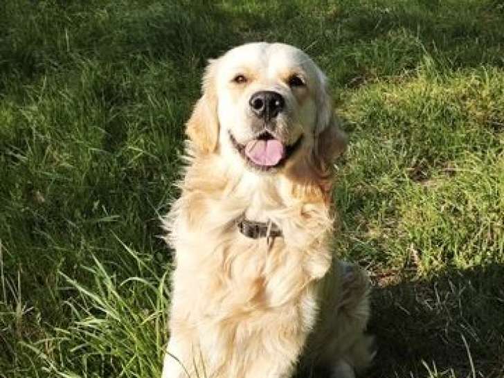 6 chiots Golden Retriever LOF à vendre, nés en juin 2025